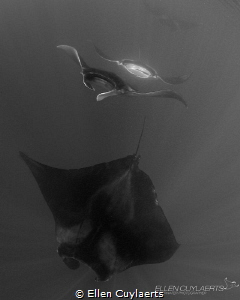 Manta train by Ellen Cuylaerts 